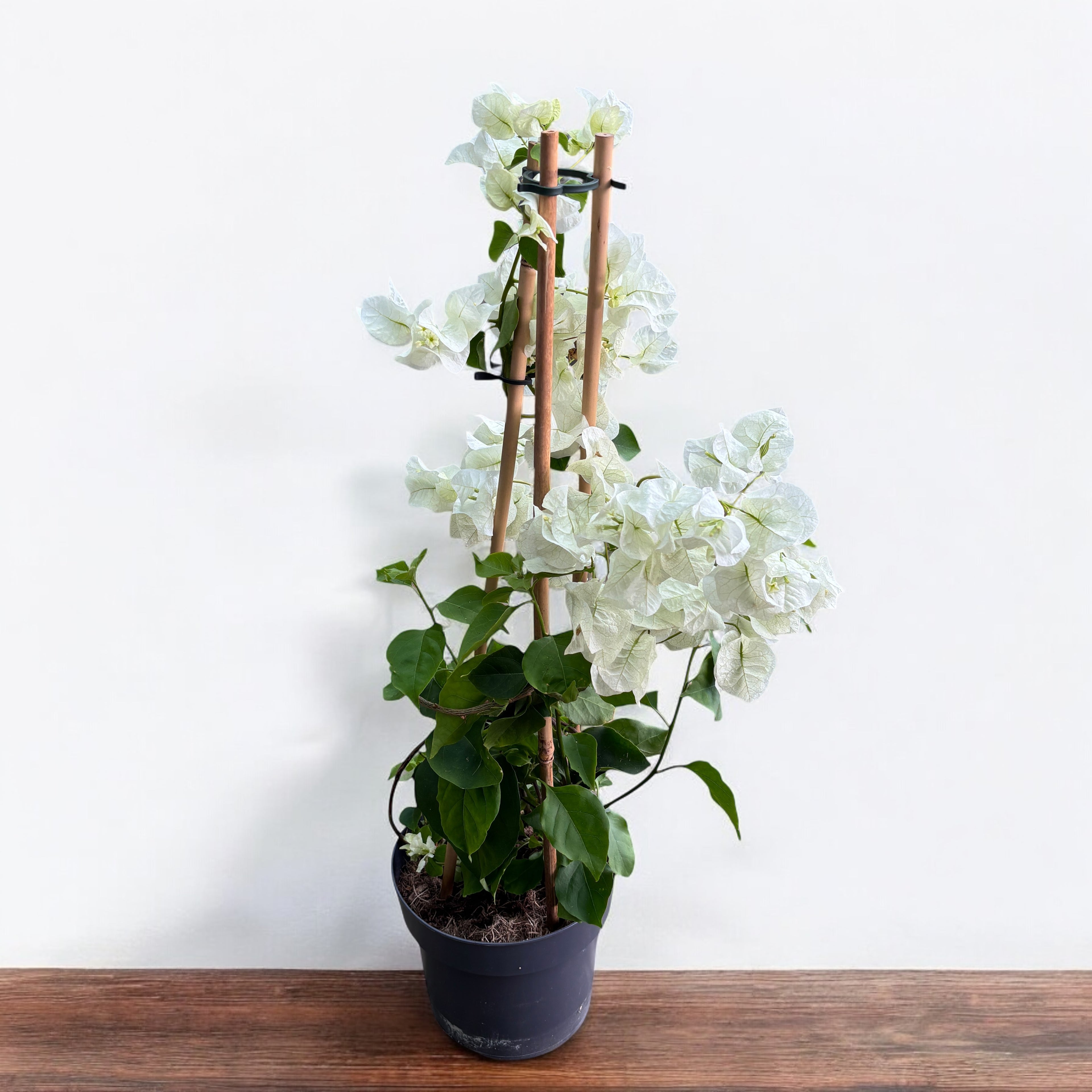 Bougainvillea 'White’- Floarea de hartie alba