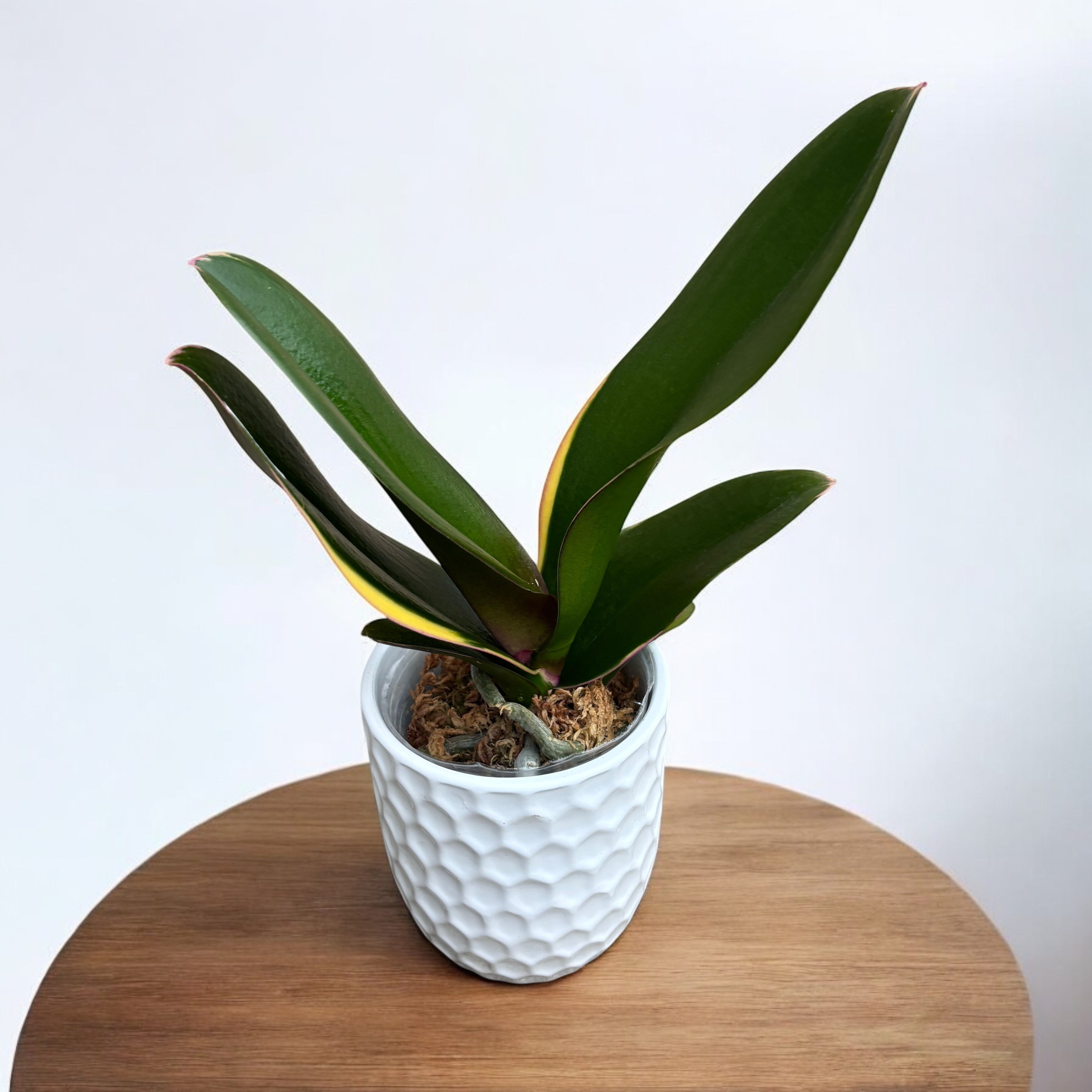 Phalaenopsis Pearl Beauty (variegata)