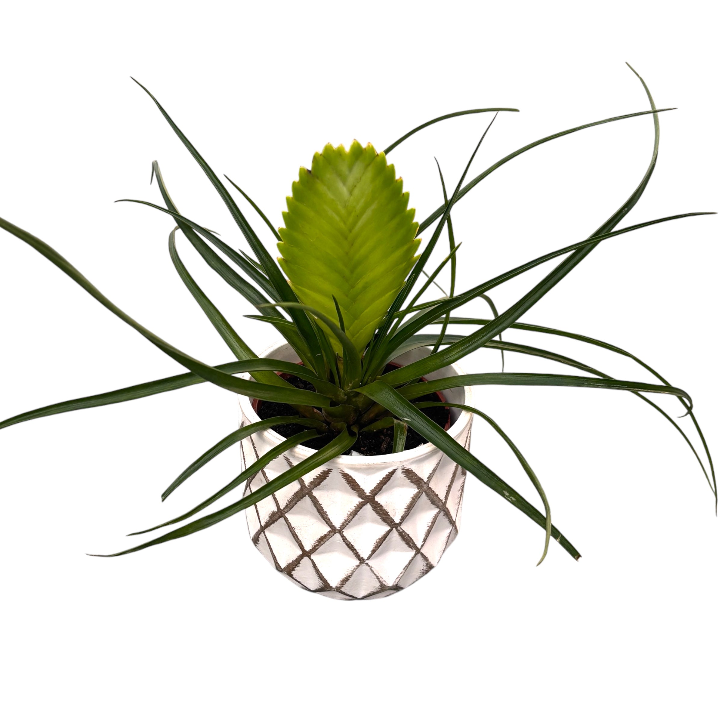 Tillandsia cyanea 'Biancini' – Secret Garden Plant Shop