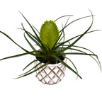 Tillandsia cyanea 'Biancini'