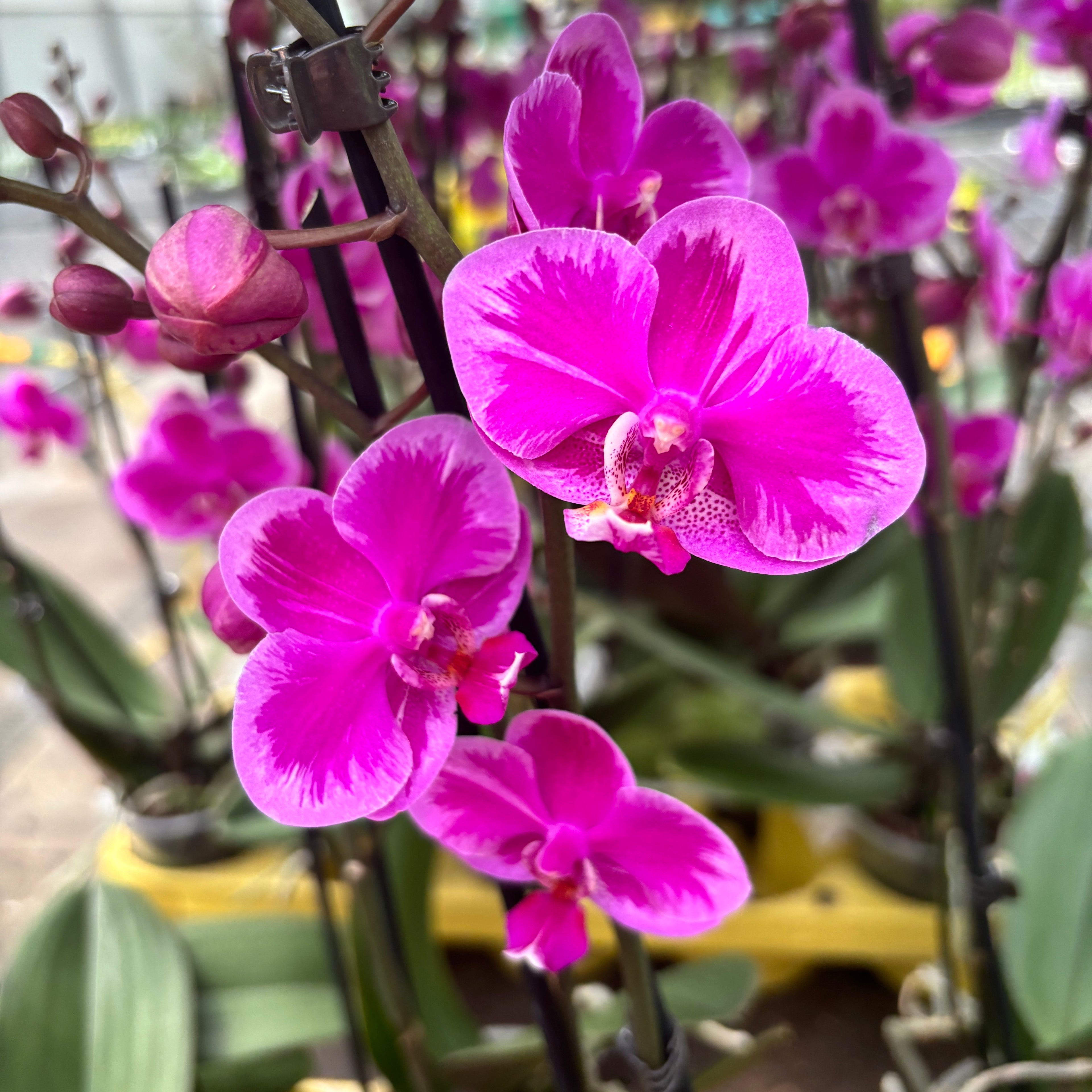 Phalaenopsis Queen Beer Splash