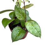 Hoya verticillata 'Wayang'