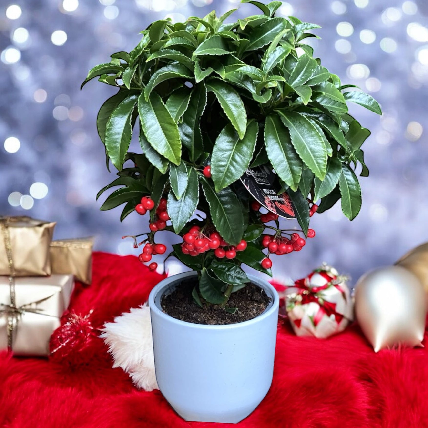 Ardisia crenata - Varf de lance