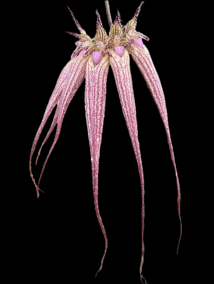 Bulbophyllum Elizabeth Ann 'Buckleberry'