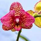 Phalaenopsis I-Hsin Yellow Leopard - peloric
