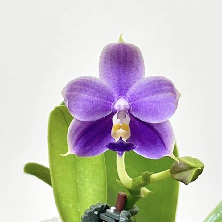 Phalaenopsis Yaphon All Friends '723'