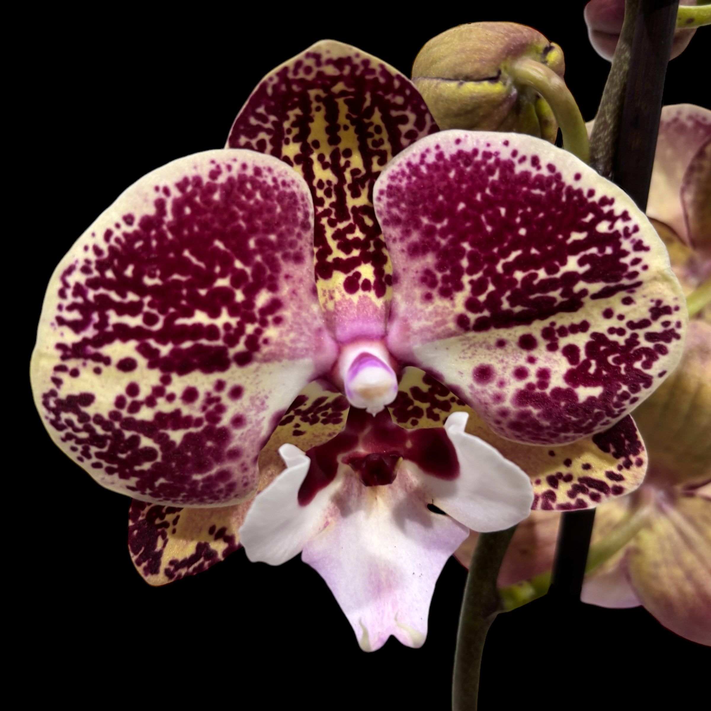 Phalaenopsis ‘Limited #17’ big lip