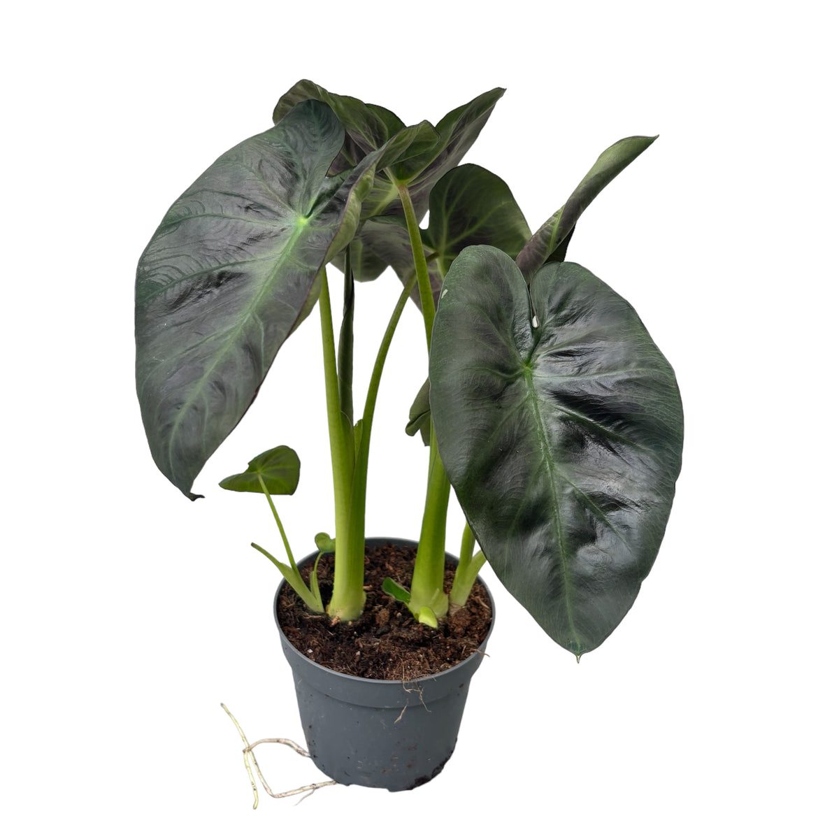Colocasia Esculenta ROYAL HAWAIIAN® 'Aloha' - Oreille D'Éléphant Géante Violette