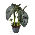 Colocasia esculenta Royal Hawaiian® 'Aloha' (2 plante/ghiveci)