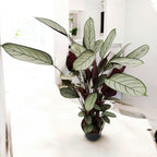 Calathea setosa ‘Silver Star’