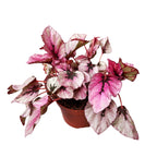 Begonia 'Indian Summer' D9