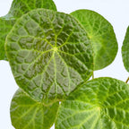 Begonia phuthoensis – varietate botanica rara, cu frunzis catifelat si texturi spectaculoase