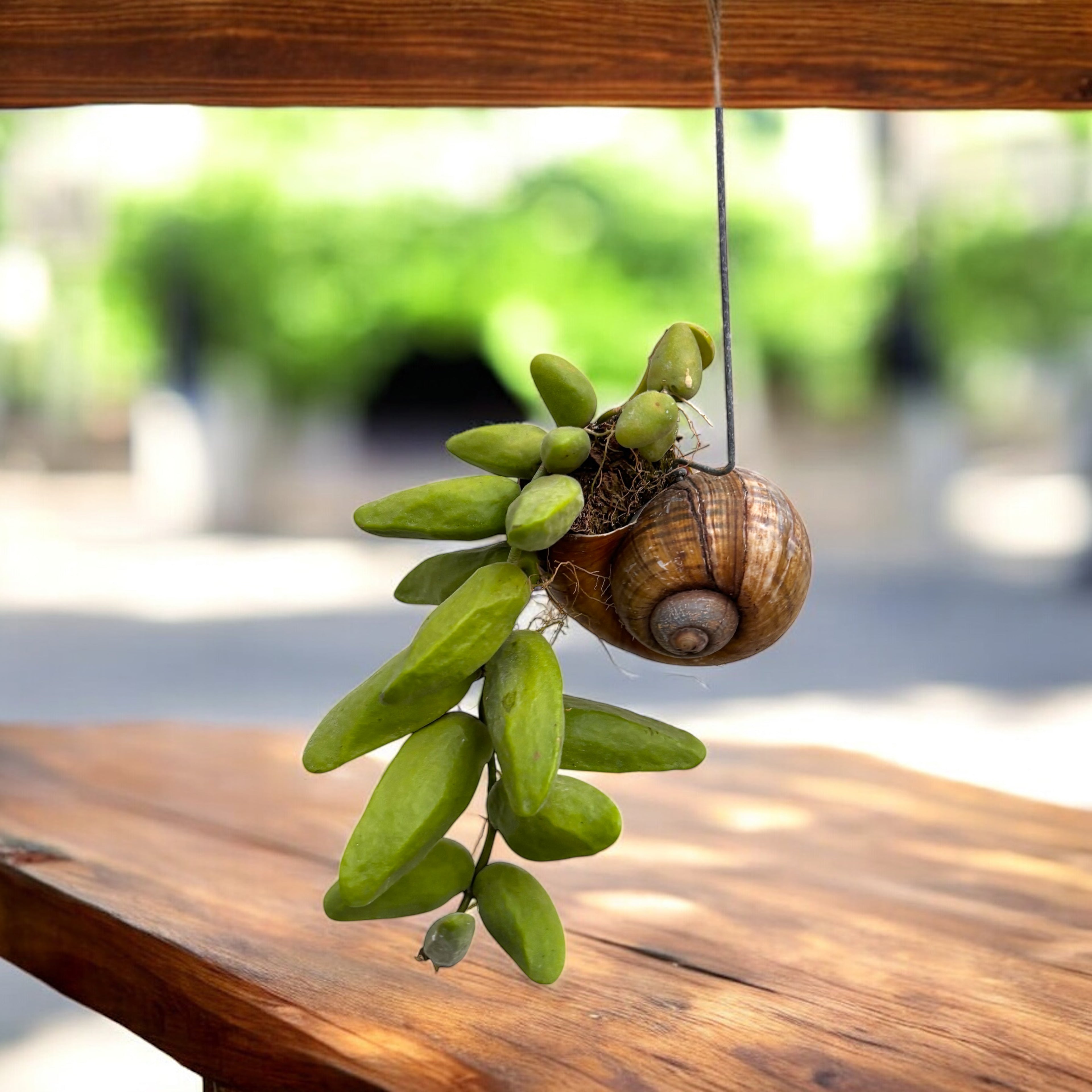 Dischidia Vidalii x Sp. Camiguin Island – montata in cochilie ‘Snaily’