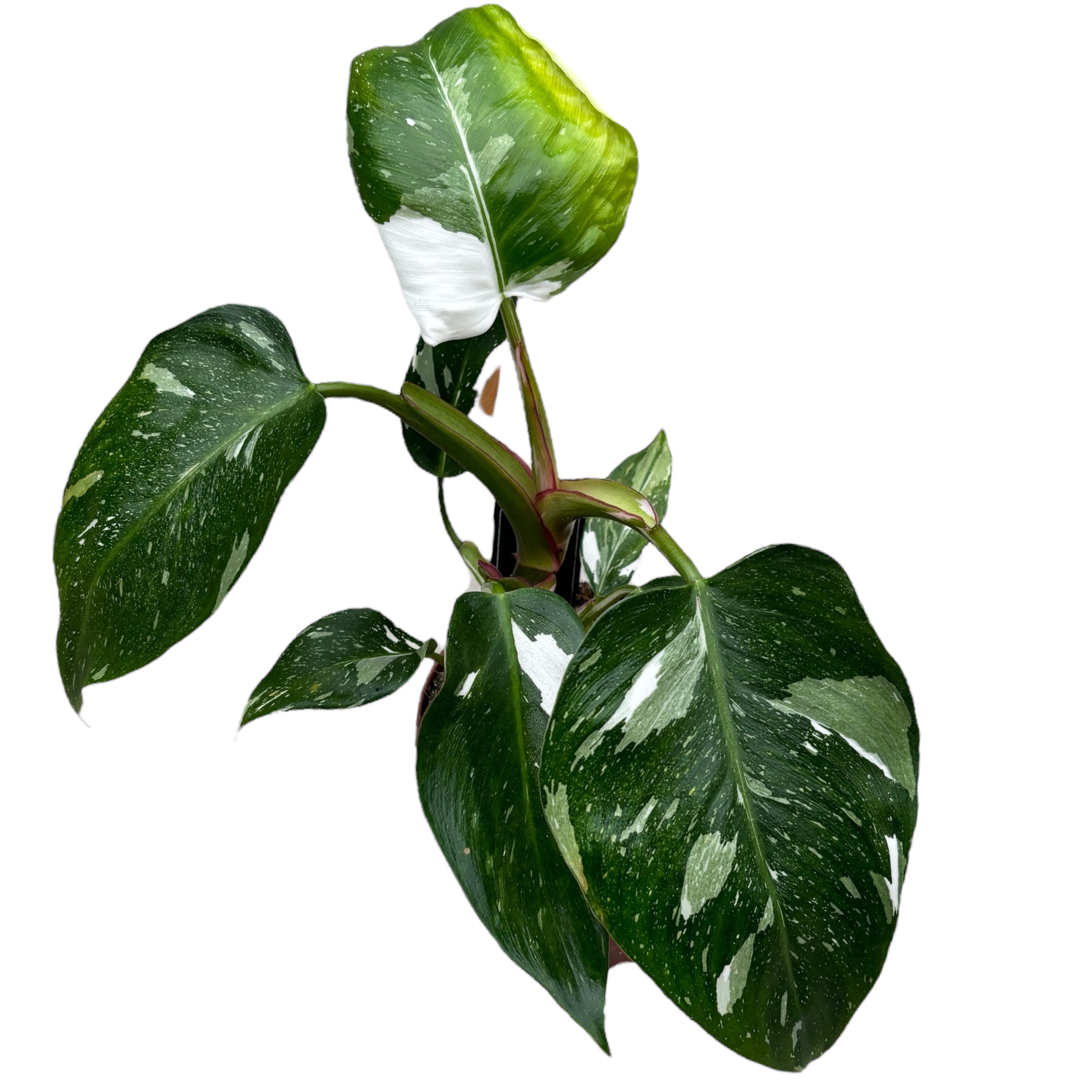 Philodendron erubescens 'White Princess' D12