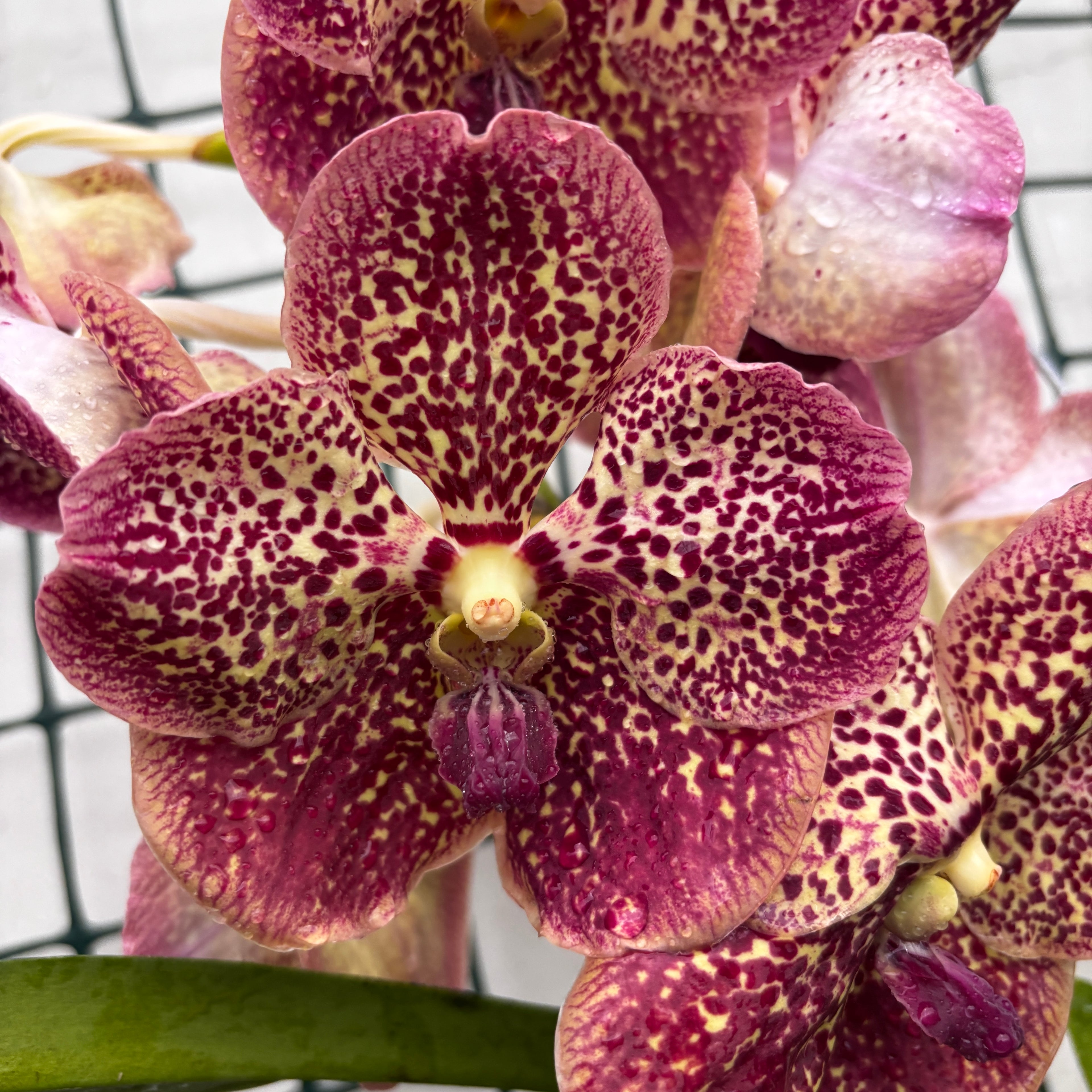 Vanda Sunanda Canyon (ANSU)
