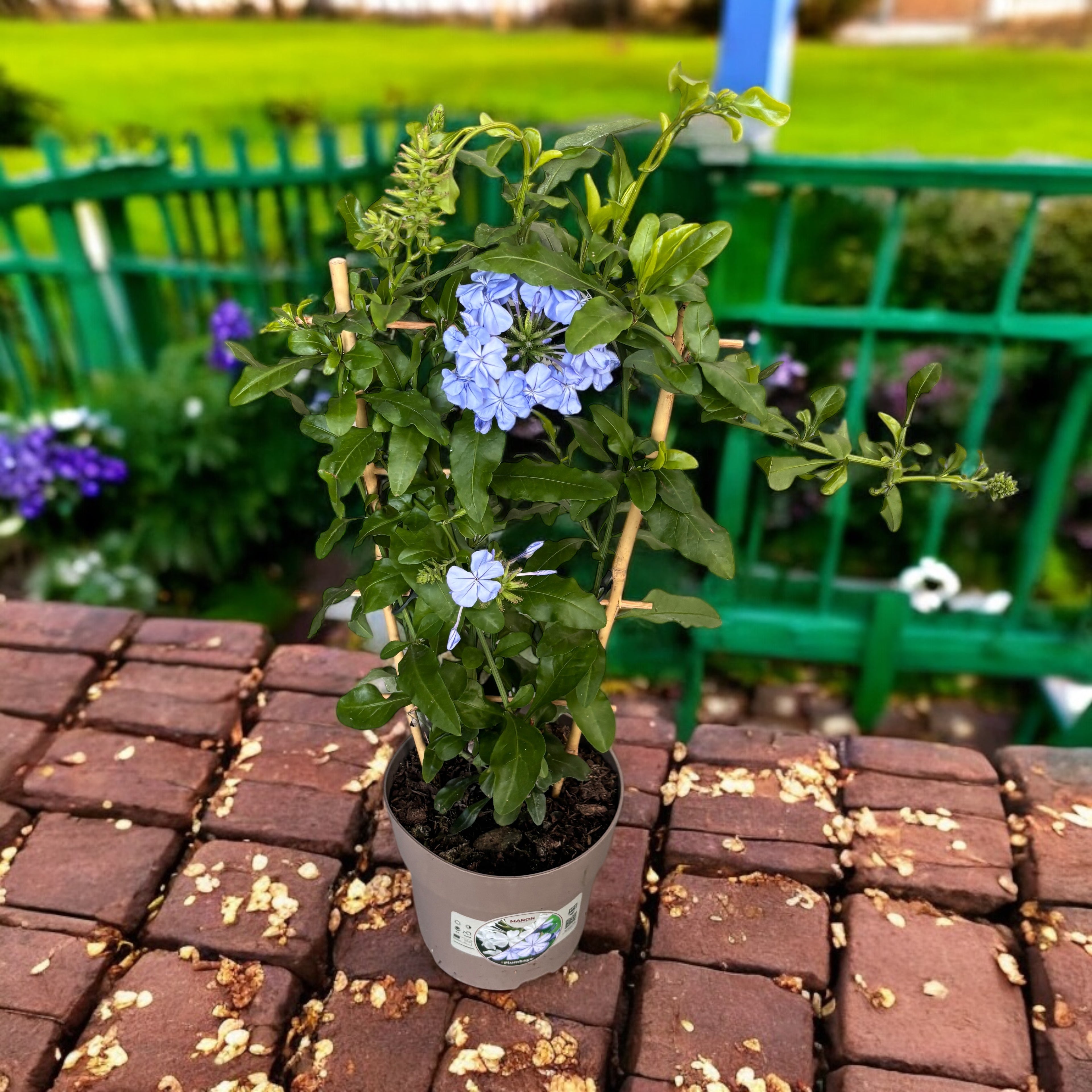 Plumbago auriculata (rakkauskukka)