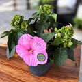 Hibiscus moscheutos ‘SUNIQ Pink’ – spectacol floral cu flori XXL, in nuante delicate de roz