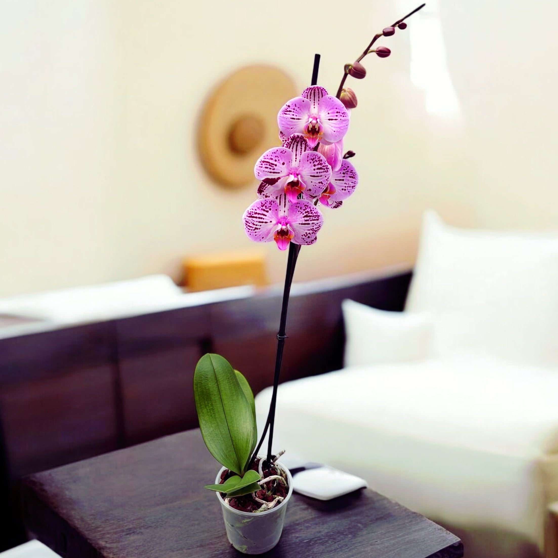 Phalaenopsis Cassie (flori XL)