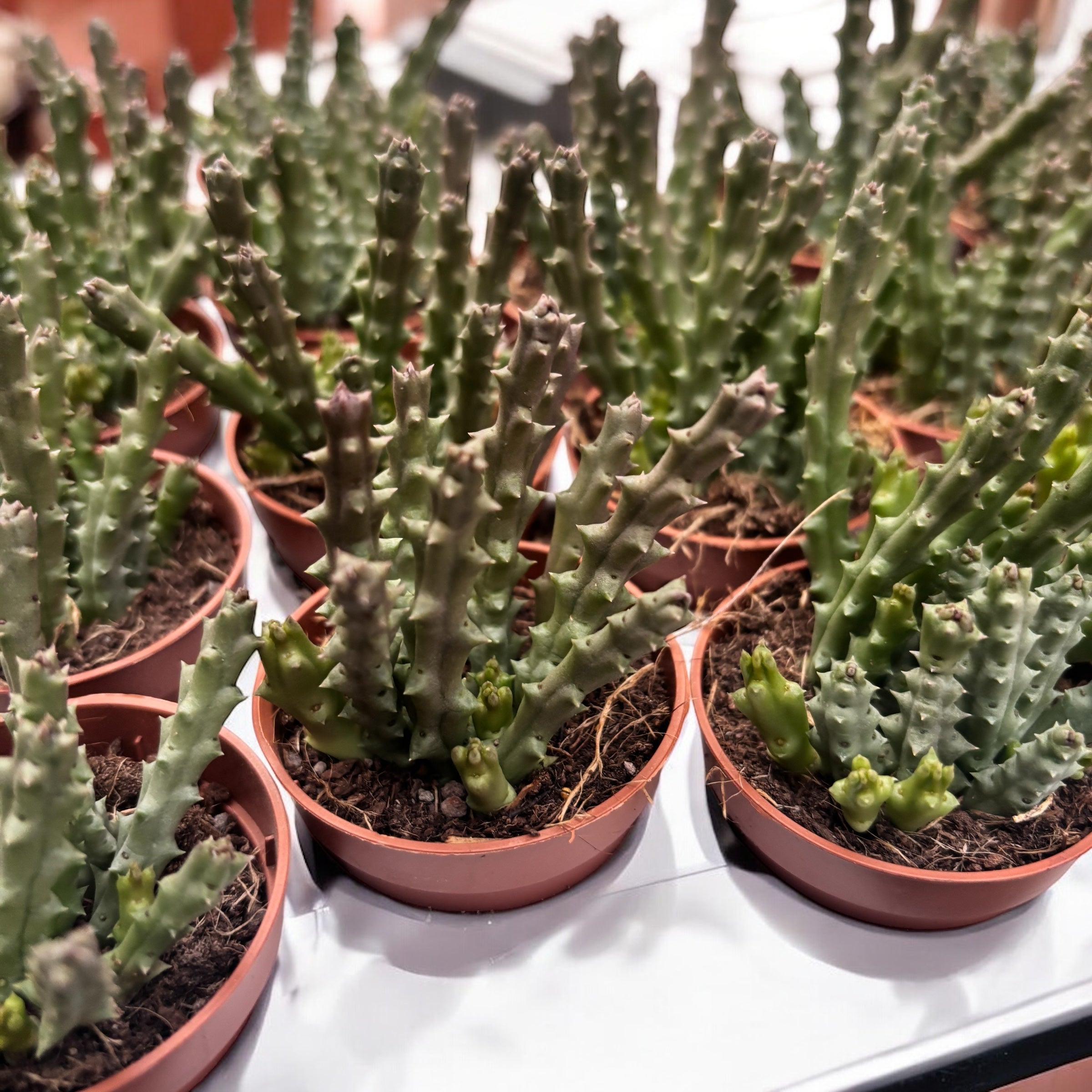 Orbea variegata (Starfish Plant)- Steaua serifului