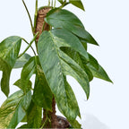 Epipremnum pinnatum ‘Baltic Blue Mint Variegata’ L - 3pp