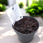 Kokoelma intergeneerisiä pionin taimia - Paeonia 'First Arrival' (Itoh-ryhmä)