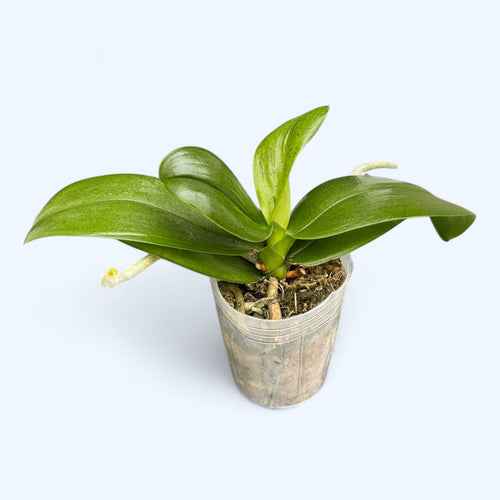 Phalaenopsis Yellow Wave '532' (pelorikus) *illatos