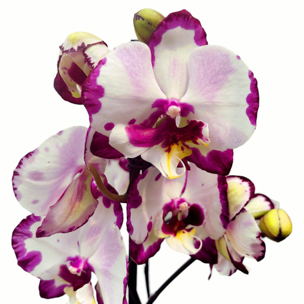 Phalaenopsis King Car Dalmatian big lip