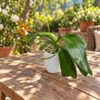 Phalaenopsis Doris Blomquist (amboinensis × pantherina)