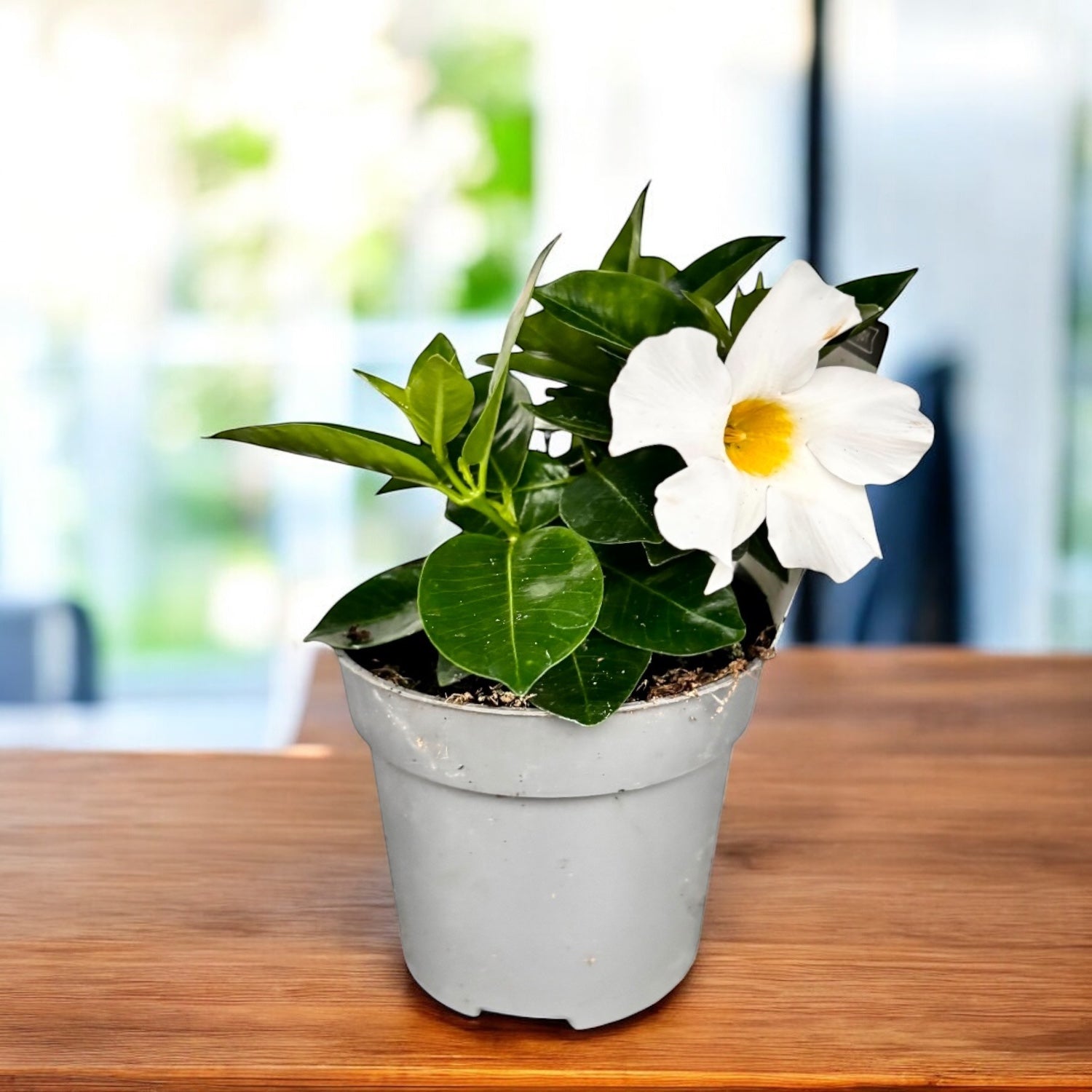 Mandevilla (Dipladenia) ‘Rio’ White - flori parfumate albe