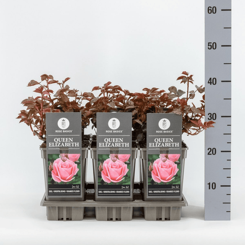 Rosa 'Queen Elizabeth'® - Trandafir teahibrid, flori mari