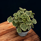 Pelargonium 'Madame Salleron' (színes levelű muskátli)