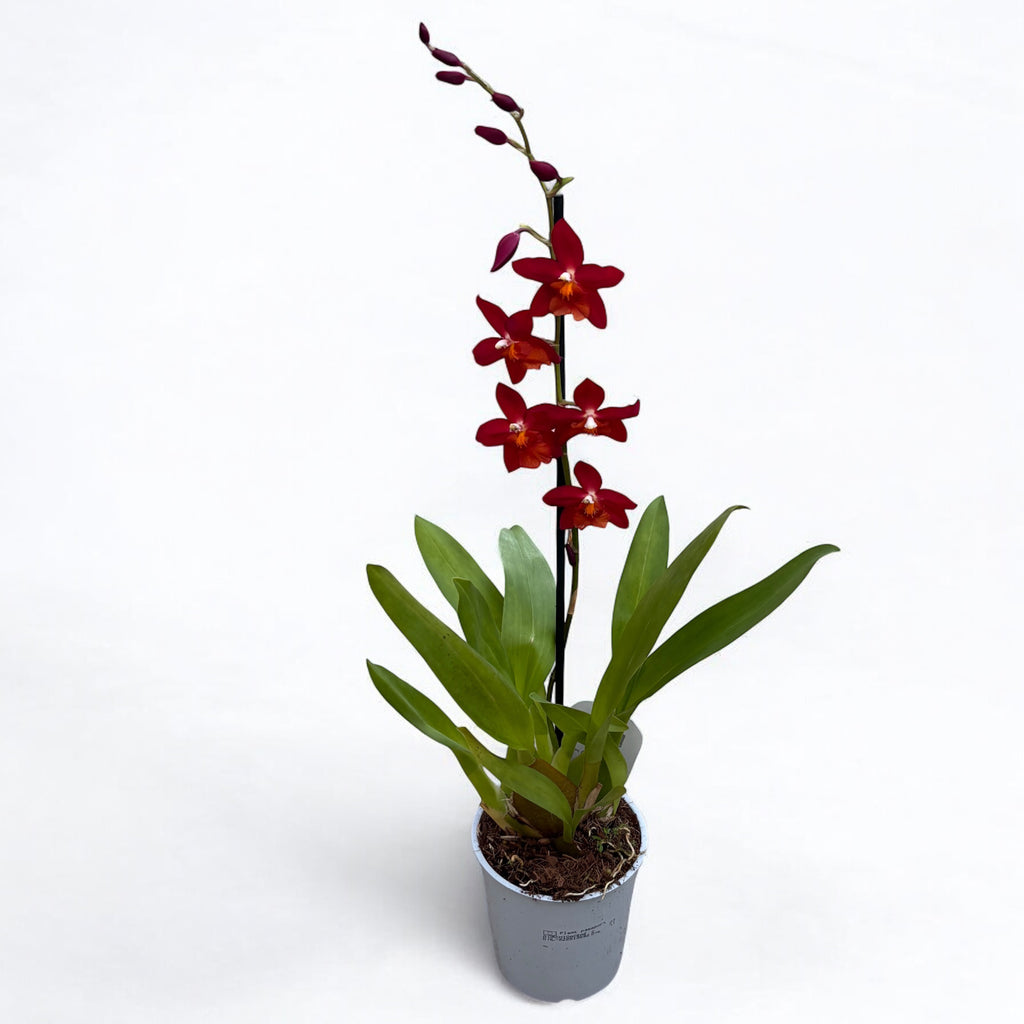 Wilsonara Poppy Rúzs