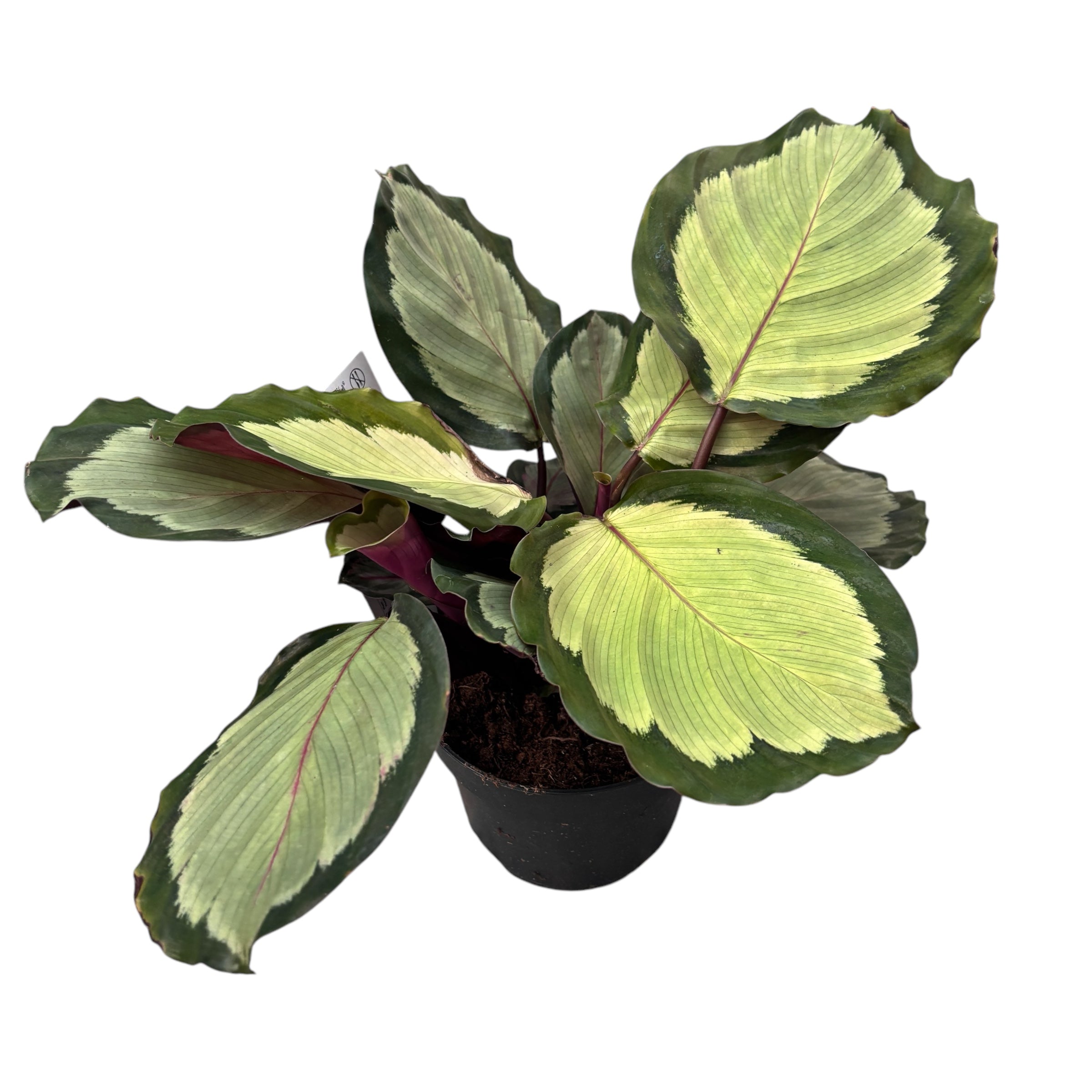 Calathea roseopicta 'Northern Lights'