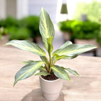 Aglaonema « Aqua Green »