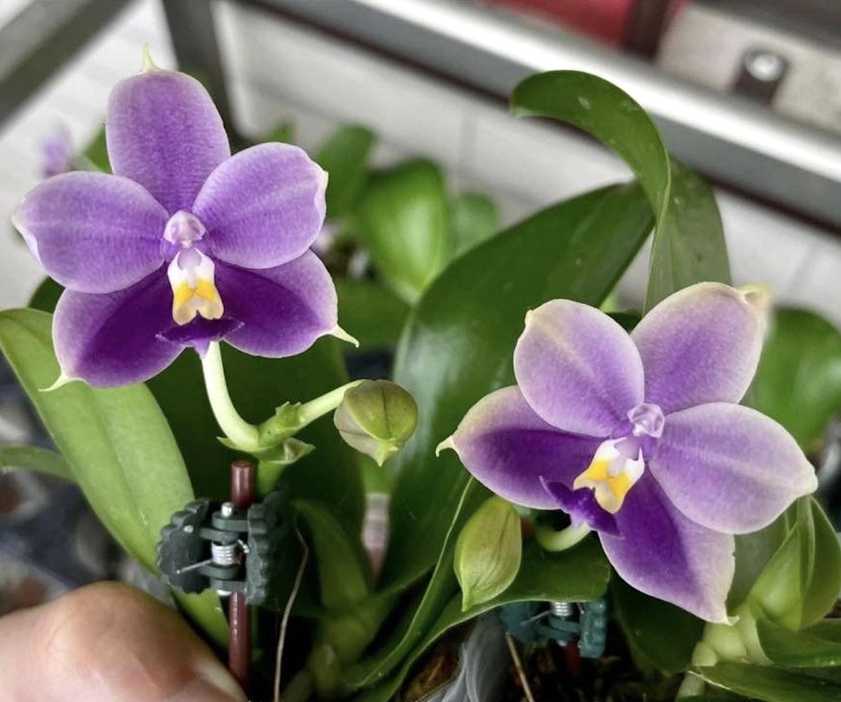 Phalaenopsis Yaphon All Friends '723'
