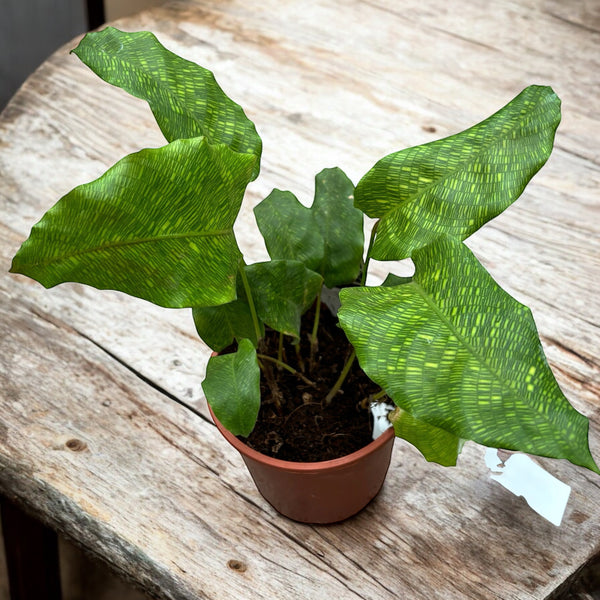 Calathea Musaica Network (Peacock plant) - XL specimens