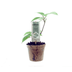 Kiwi - Actinidia deliciosa 'Jenny' (biologická kultura) - odolný proti mrazu a samosprašný