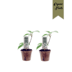 Kiwi - Actinidia deliciosa 'Jenny' (biologická kultura) - odolný proti mrazu a samosprašný