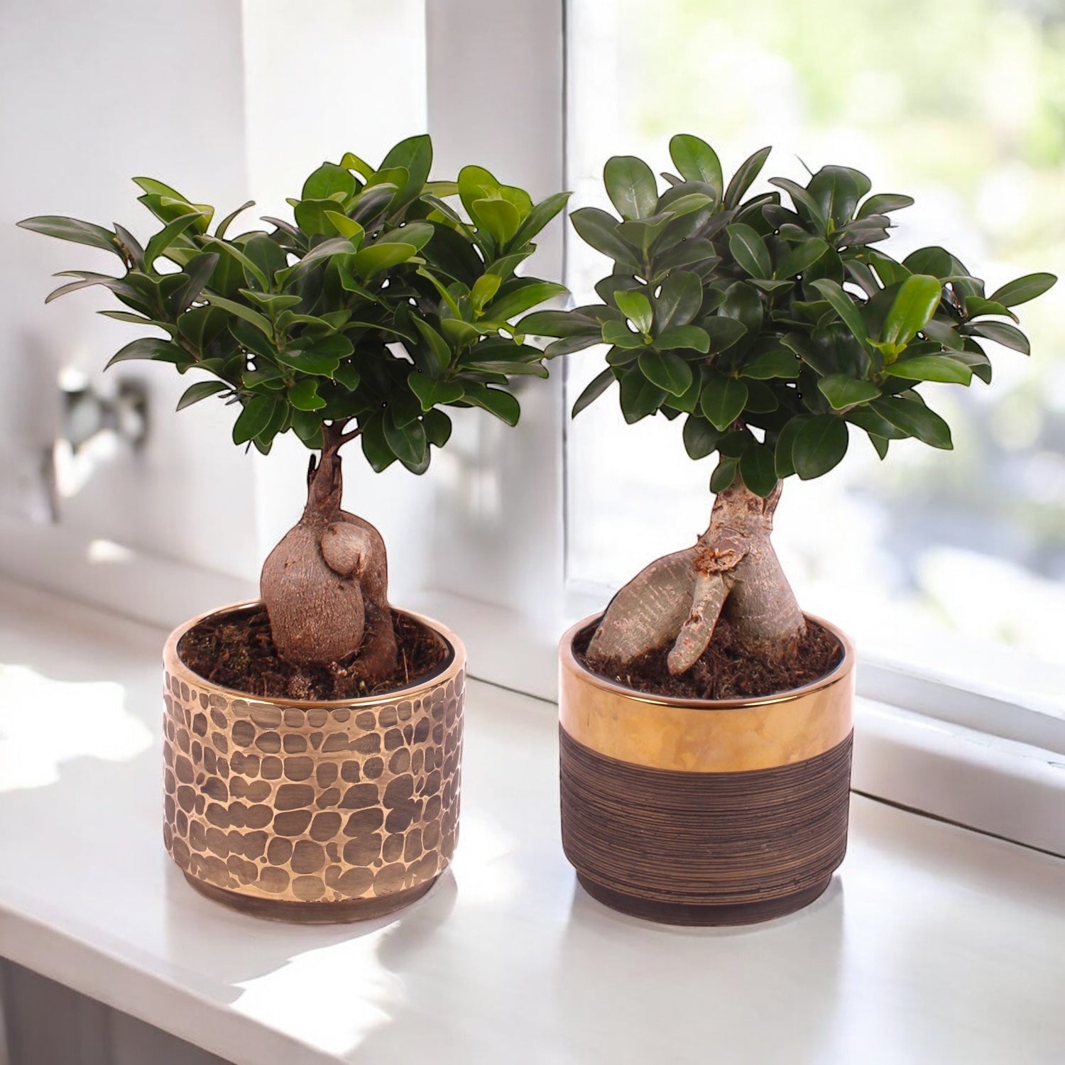 Bonsai - Ficus microcarpa „Ginseng”