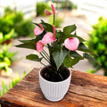 Anthurium 'Sugar Bouquet'– rafinament tropical in nuante de roz perlat