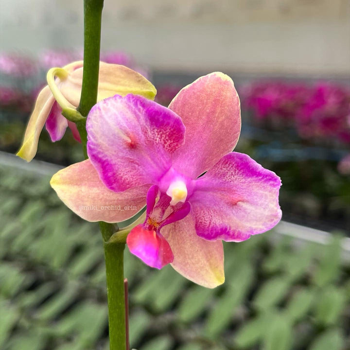 Phalaenopsis Taisuco Jasper (peloric)