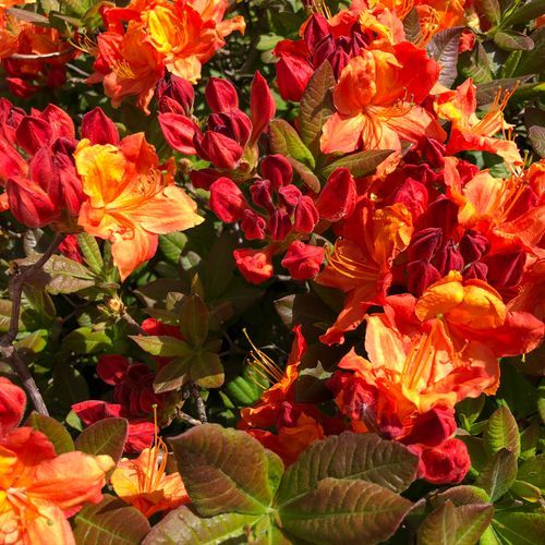 Rhododendron 'Glowing Embers'