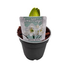 Cserepes liliomgumók (Amarilis) vegyesen