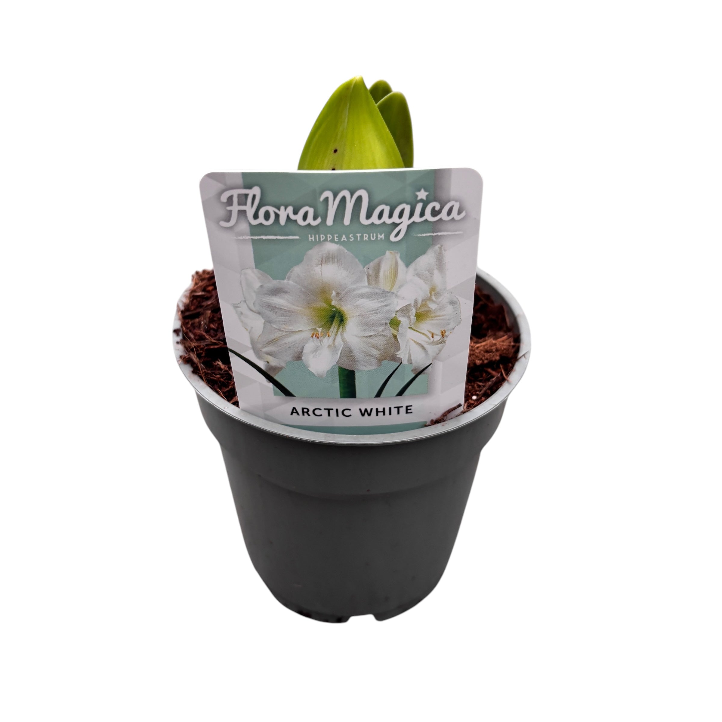 Bulbi Crin la ghiveci (Amarilis) mix