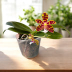 Phalaenopsis Mambo (amboinensis × mannii)
