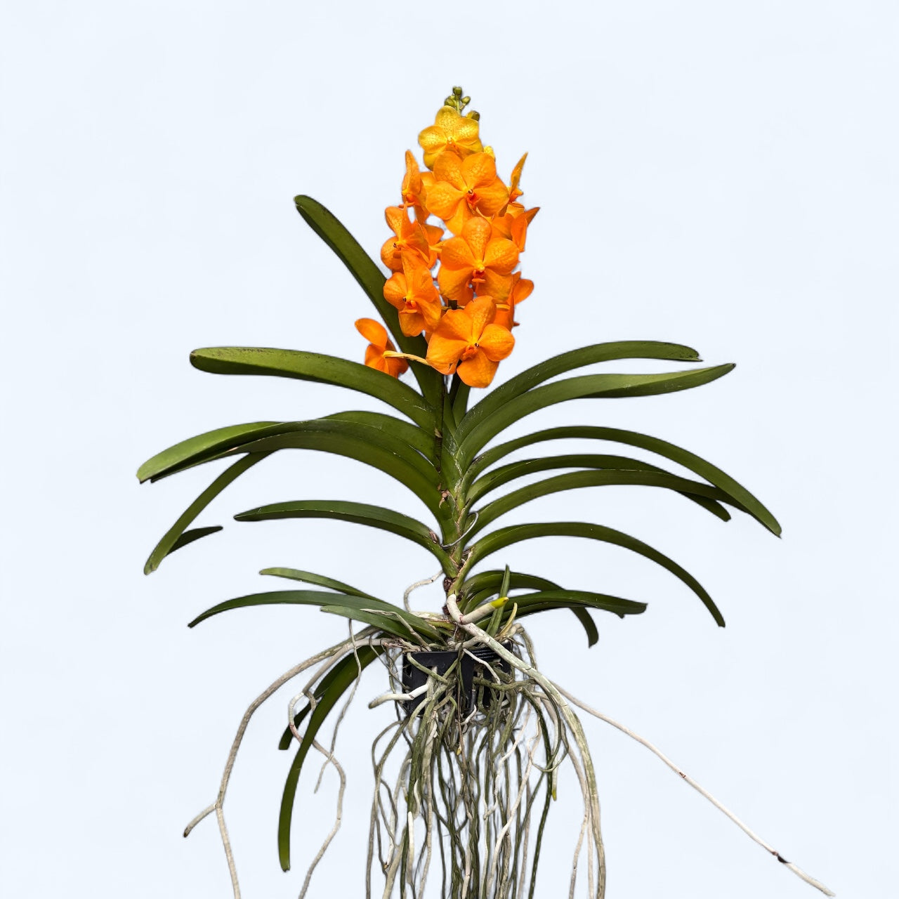 Vanda Orange (Ansu)