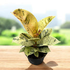 Ficus elastica 'Shivereana' ('Moonshine', 'Variegata')