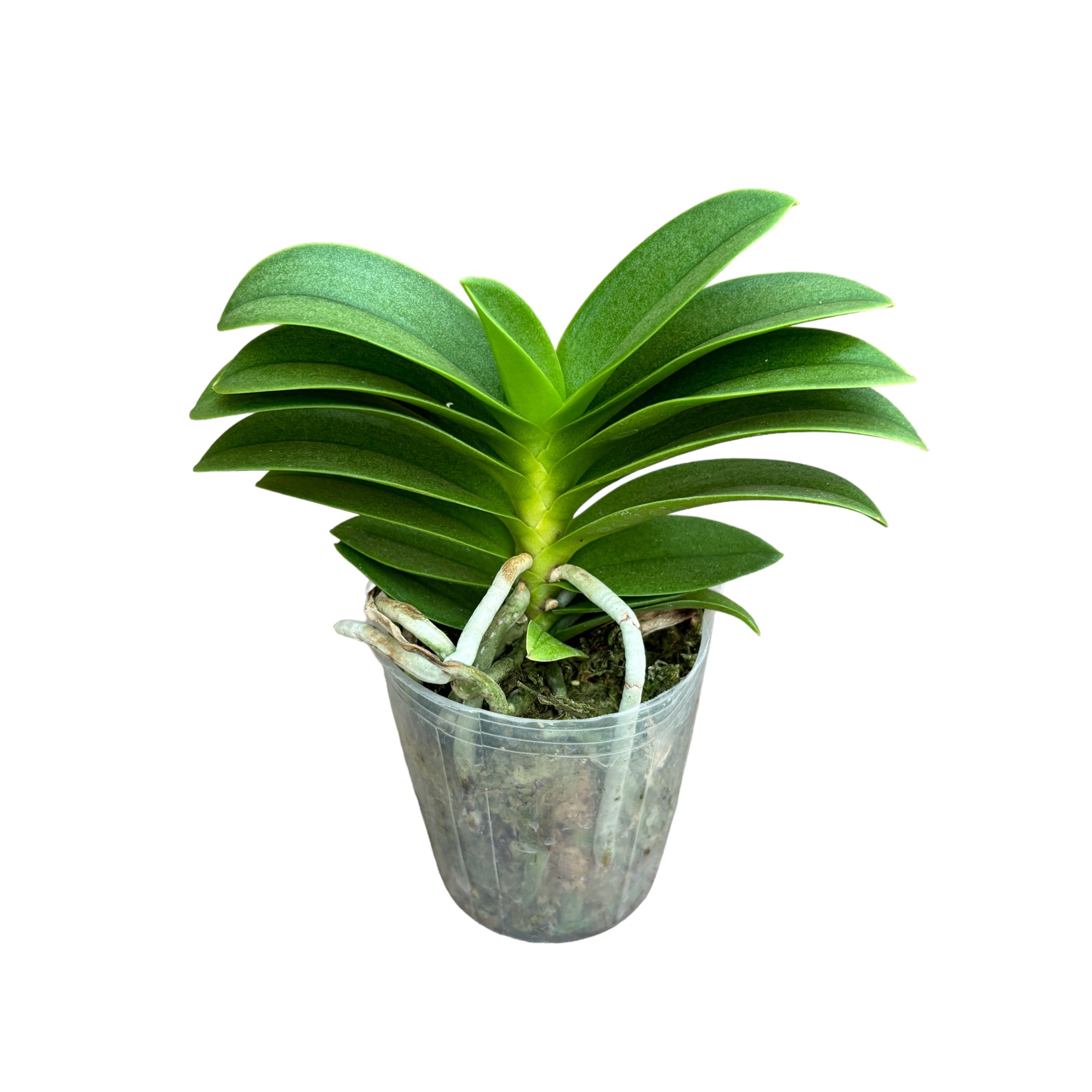 Vdnps. Pulcherrimin (Ascocentrum miniatum × Phal. pulcherrima )