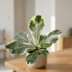 Ficus lyrata ‘Variegata’ - ficus rar cu frunze mari si variegatie spectaculoasa