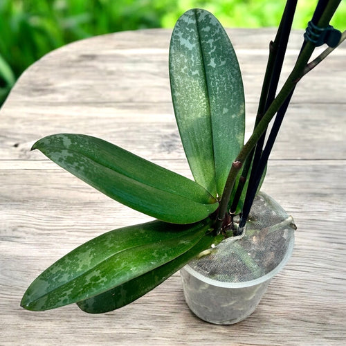 Phalaenopsis Carola (frunze marmorate)